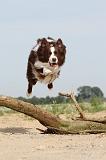 BORDER COLLIE 489